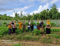 Pemdes Desa Lahimbua Lakukan Panen Perdana