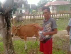 Pemdes Paka Indah Kecamatan Oheo Serahkan 14 Ekor Bibit Ternak Sapi Ke 14 Kepala Keluarga Penerima Manfaat