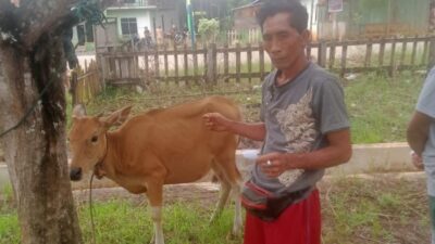 Pemdes Paka Indah Kecamatan Oheo Serahkan 14 Ekor Bibit Ternak Sapi Ke 14 Kepala Keluarga Penerima Manfaat