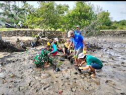 Lestarikan Cagar Alam Babinsa Koramil 1430-01/Lasolo Tanam Bibit Mangrove