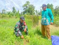 Kurangi Pemanasan Global Babinsa Koramil 02/Asera Ajak Warga Binaan Tanam Pohon
