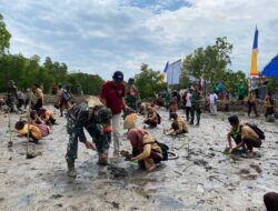 Melalui Penanaman Pohon Mangrove, Babinsa Koramil 01/Lasolo Bentuk Kepedulian Lingkungan dan Perbaikan Ekosistem