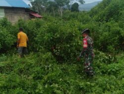 Kodim 1430 Bantu Masyarakat Buka Lahan Kosong Untuk Kesiapan Berkebun Melalui Babinsa Koramil 02 Asera