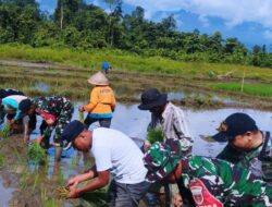 Koramil 1430-02 Asera Bersama Pemdes Sambandete Gelar Penanaman Padi Perdana Di UPT Hialu Sambandete