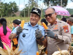 Wakapolda Sultra Pimpin Panen Jagung Kuartal ke-IV Di Desa Tambakua, Kolaborasi Pemda, Polres Konut Dan PT. AKP