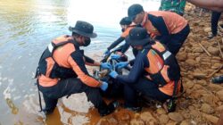 Penemuan Mayat Di Duga Di Terkam Buaya Di Kali Lalindu Desa Sambandete Kec.Oheo Kab.Konawe Utara Identitas Belum Diketahui.
